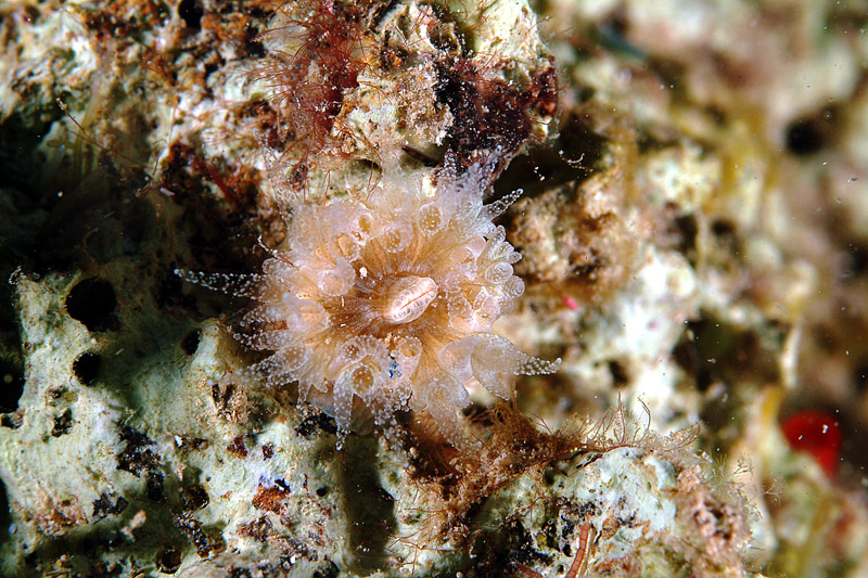 Caryophyllia (Caryophyllia)  inornata